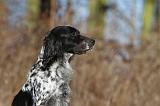 SETTER ANGLAIS 031